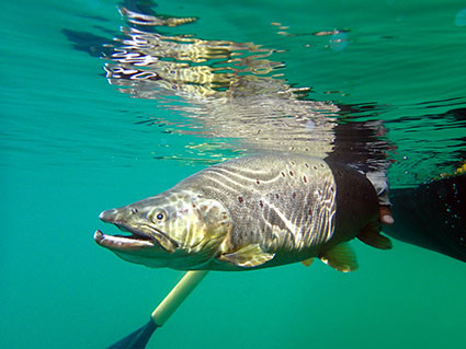 flyfishingd